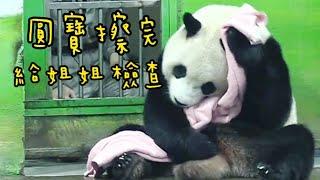 圓寶愛乾淨，拿到毛巾仔細擦，圓寶超可愛|熊貓貓熊The Giant Panda Yuan Yuan and Yuan Bao|台北市立動物園