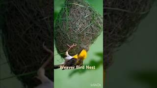 Weaver Bird # Home Making # Weaver Bird Nest # ytshorts #trending