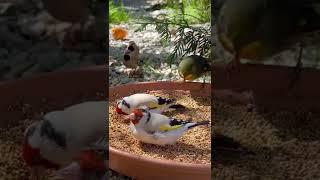 Major Goldfinch | Longtailed Finches | Pekin Robin | Aviary Birds | Bird Sounds