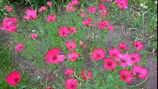 Красный лен. Linum grandiflorum. Сад ORION