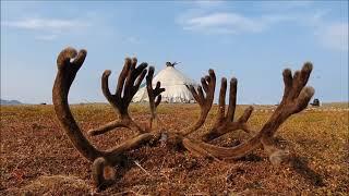 CHUKOTKA: REINDEER HERDERS/ЧУКОТКА: ОЛЕНЕВОДЫ