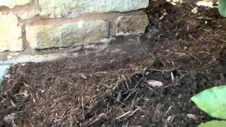 Termite Inspection Video