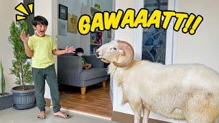 GAWAT!! Ada Kambing Mau Masuk Rumah Ziyan