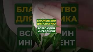 Блаженство для спатика - всего один ингредиент#цветы#сад