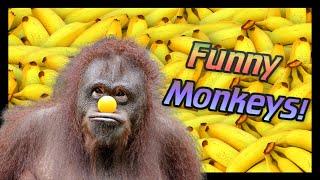  Funny  MONKEYS Doing STUPID things!! [Try Not to  Laugh]