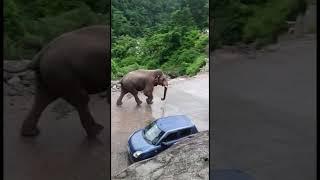 कोटद्वार रोड पर जंगली हाथी  का आतंक। terror of elphant  #short #shorts #elephant