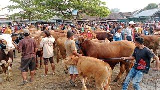 Harga Sapi jantan || Jum'at pahing 27 September 2024 || Pasar Sapi Warujayeng Nganjuk ||