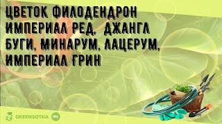 Цветок филодендрон Империал Ред,  Джангл Буги, Минарум, Лацерум, Империал Грин