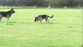 Elhart K-9's German Shepherd Dogs