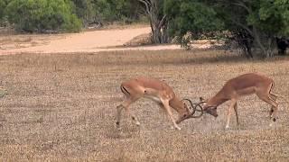 A clash of kings as impala rams battle it out for mating season!