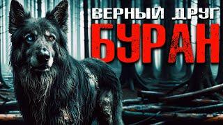 БУРАН: ВЕРНЫЙ ДРУГ | Таёжные Истории