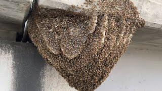 Bee Man Vs Massive Beehive Attached To Freeway Bridge