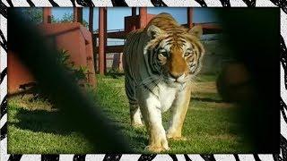 Stalking tiger, hidden camera