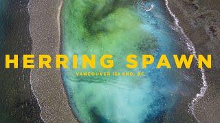 Herring Spawn 2024 | Vancouver Island