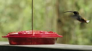 Long-billed hermit | SAMP Foundation