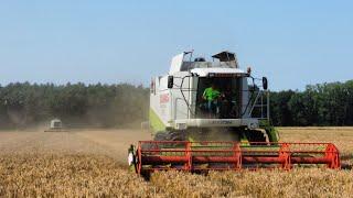 2x Claas Lexion Czyli GR Staniek w AkcjiŻniwa JęczmieniaClaas, John Deere, Lely