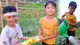 The Orphaned Boy Picks Star Fruits, Sows the Seeds of Love: A Touching Story That Will Make You Cry