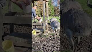 Tägliche Fütterung unserer Nandus  #nandu #nandus #laufvogel #rhea #rheaamericana