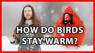 How do Birds Stay Warm in the Snow?