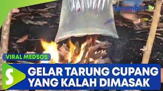 Viral Video Pemuda Gelar Tarung Cupang, Ikan yang Kalah Langsung Dimasak