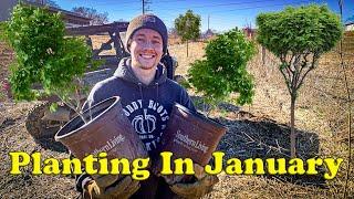 Planting Trees in Winter - For FREE