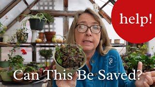 Emergency Care for African Violets! - Flower Patch Farmhouse