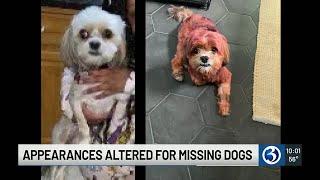 Missing dogs being found with altered appearances