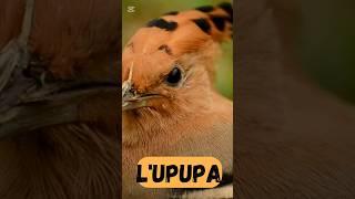 L'upupa