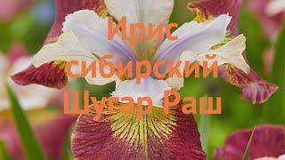 Ирис сибирский Шугар Раш (iris sibirica)  ирис Шугар Раш обзор: как сажать саженцы ириса Шугар Раш