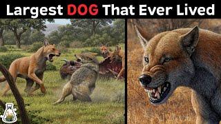 The Biggest DOG That Ever Roamed The Earth