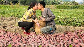 Harvesting sweet potato garden to bring to market for sale - Animal care | Linh's Life