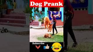  Fake Lion Prank Dog How they Reaction , Funny Can't Stop Laugh 