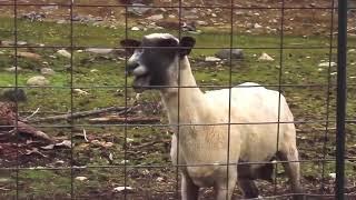 Goat Scream Funny Origine Meme Exe