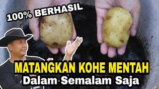 Tanpa Fermentasi!! KOHE Mentah Jadi Pupuk Cair JOS GANDOSS!!!