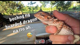 May Dragon na sa Schizo-Pelma Community! Let's Go!