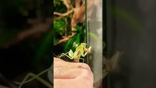 L5 Giant Shield Mantis eating cricket