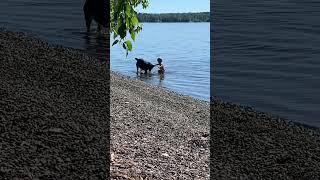 Naked Baby playing in water with dog