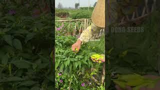 Harvesting yellow chilli #garden #farming