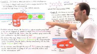 Complex I and II of Electron Transport Chain