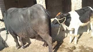 #natural animals hybrid matings#bull meets Buffalo.plz subscribe to this Chanel