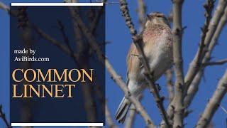 Common Linnet [Linaria Cannabina]