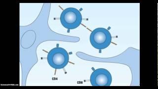 TSLP antibody