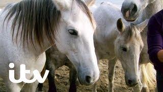 The Amazing Horse Whisperer Jean François Pignon | Martin Clunes: My Travels and Other Animals | ITV