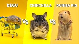 Degu VS Chinchilla VS Guinea Pig | Get the Best Pocket Pet Ever!