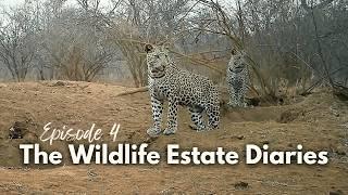 The leopards are back in front of my trail camera!  [S1:E4]