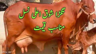 Poure Sahiwal Cow heavey Shook  Full Milking of Super Sahiwal Cows at Shah muhmmadl Dairy Farm