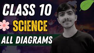 Class 10 ALL DIAGRAMS in one video | Class 10 Biology | Life processes | All diagrams 