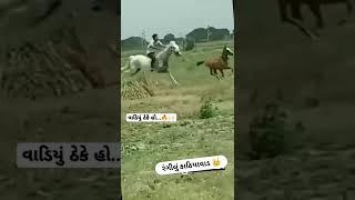 kathiyawadi horse video #kathiyawadi #kathi #gujarat #gujarati #india