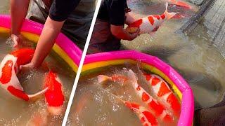 Jumbo Koi Mud Pond Harvest | Shintaro Koi Farm