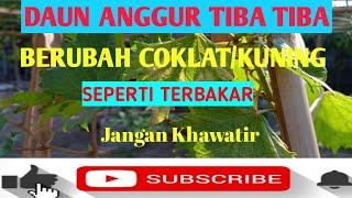 DAUN ANGGUR BERUBAH COKLAT/KUNING DAN PUCUK SEPERTI TERBAKAR!!JANGAN KHAWATIR!!!